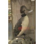 A stuffed and mounted Great Northern Diver/Loon set in naturalistic setting and three sided glass