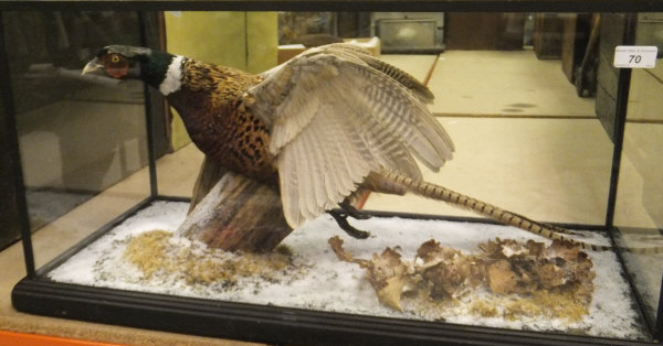 A stuffed and mounted Cock Pheasant in flight pose, in naturalistic setting,