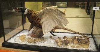 A stuffed and mounted Cock Pheasant in flight pose, in naturalistic setting,