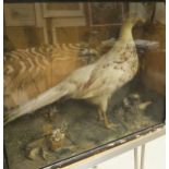 An aberration Pheasant set in naturalistic setting and glass fronted display case