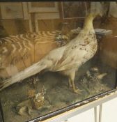 An aberration Pheasant set in naturalistic setting and glass fronted display case