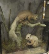 A pair of early 20th Century stuffed and mounted Red Squirrels in naturalistic setting and three