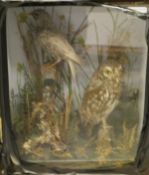 An early 20th Century stuffed and mounted little owl and starling in naturalistic setting and glass