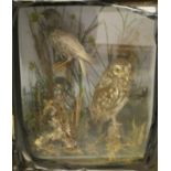 An early 20th Century stuffed and mounted little owl and starling in naturalistic setting and glass