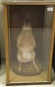 A stuffed and mounted Hare sat on a moss covered plinth base in three sided glass display case