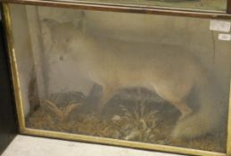 A stuffed and mounted Fox set in naturalistic setting and glass fronted display case