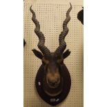 A stuffed and neck mounted black Buck head on a painted pine shield shaped plaque in the manner of