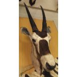 A stuffed and mounted Oryx head and neck mount