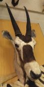 A stuffed and mounted Oryx head and neck mount