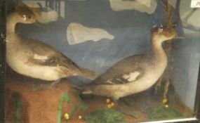 Two stuffed and mounted female Smew set in naturalistic setting and a glass fronted display cabinet