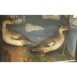 Two stuffed and mounted female Smew set in naturalistic setting and a glass fronted display cabinet