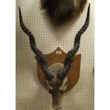 A stuffed and mounted Black Buck head raised on a Beech shield shaped plaque