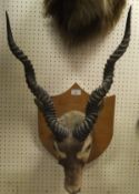 A stuffed and mounted Black Buck head raised on a Beech shield shaped plaque