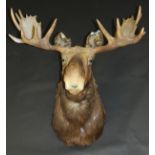 A stuffed and mounted Moose Head with full antlers bearing label verso inscribed James T Clark,