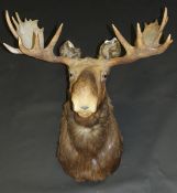 A stuffed and mounted Moose Head with full antlers bearing label verso inscribed James T Clark,