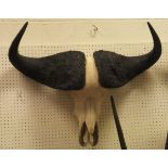 A Cape Buffalo skull complete with horns