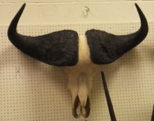 A Cape Buffalo skull complete with horns