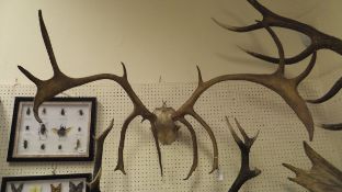 A pair of Reindeer antlers on skull