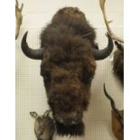 A stuffed and mounted North American Bison head CONDITION REPORTS Some fur loss and