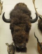 A stuffed and mounted North American Bison head CONDITION REPORTS Some fur loss and