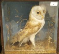 An early 20th Century stuffed and mounted Barn Owl in naturalistic setting and glass fronted