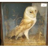 An early 20th Century stuffed and mounted Barn Owl in naturalistic setting and glass fronted