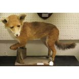 A stuffed and mounted Fox set on a log and plinth base