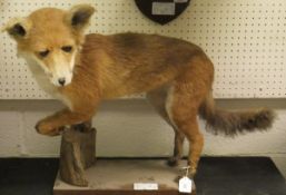 A stuffed and mounted Fox set on a log and plinth base