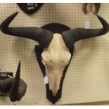 A Wildebeest skull complete with shield shaped plaque