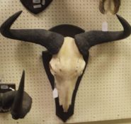A Wildebeest skull complete with shield shaped plaque