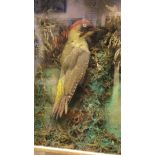 A stuffed and mounted Green Woodpecker in naturalistic setting and glass fronted display case