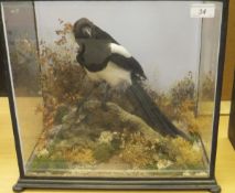 A stuffed and mounted Magpie in naturalistic setting and four sided display case