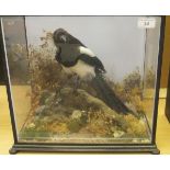 A stuffed and mounted Magpie in naturalistic setting and four sided display case