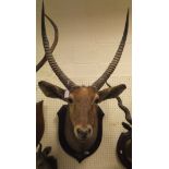A stuffed and neck mounted Waterbuck head by Roland Ward inscribed M. C. L.