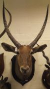 A stuffed and neck mounted Waterbuck head by Roland Ward inscribed M. C. L.