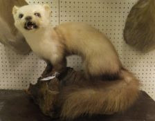 A stuffed and mounted Pinemartin raised on a moss covered log