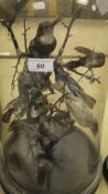 A collection of stuffed and mounted Hummingbirds and other exotics set under an glass dome on