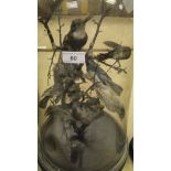 A collection of stuffed and mounted Hummingbirds and other exotics set under an glass dome on