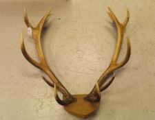 A pair of fourteen point Red Deer antlers mounted on an oak shield shaped plaque