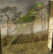 A stuffed and mounted ring necked Parakeet set in naturalistic setting and three sided display case