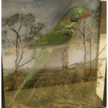 A stuffed and mounted ring necked Parakeet set in naturalistic setting and three sided display case