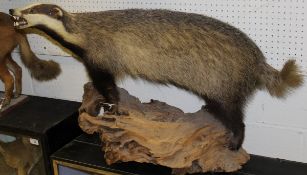 A stuffed and mounted Badger on log base