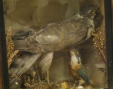 A stuffed and mounted Sparrowhawk with prey and Kingfisher in a glass fronted display case