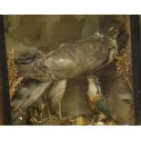 A stuffed and mounted Sparrowhawk with prey and Kingfisher in a glass fronted display case