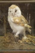 A stuffed and mounted Barn Owl in naturalistic setting and five sided glass display case (re-cased)