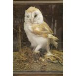 A stuffed and mounted Barn Owl in naturalistic setting and five sided glass display case (re-cased)