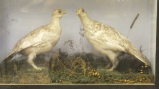 A pair of stuffed and mounted Ptarmigan in winter plumage set in a naturalistic setting and glass