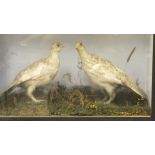 A pair of stuffed and mounted Ptarmigan in winter plumage set in a naturalistic setting and glass