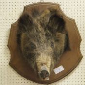 A stuffed and mounted Boars head on a wooden shield shaped plaque