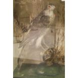 An early 20th Century stuffed and mounted Sparrowhawk in naturalistic setting,